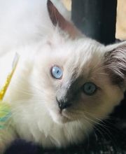 Comme Un Chat image 12