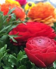 Le Saint Horticulture image 2