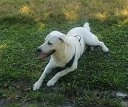 Nala's mobile Hundeschule Bild 3