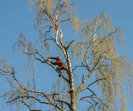 Henzelmann Baumpflege Bild 6