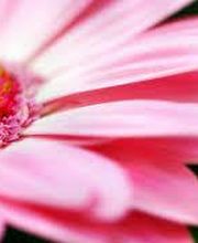 Il Etait Une Fleur image 1