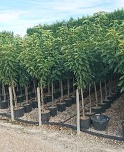 Pepinieres Benoit " La Bartholette SARL " image 6