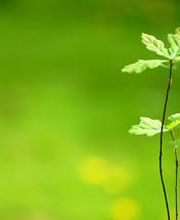 Acorus-Treuhand AG Bild 1