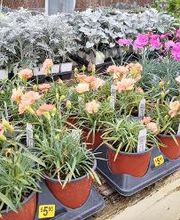 Johansen Landscape & Nursery image 18