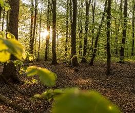 FriedWald Buxtehude Bild 1
