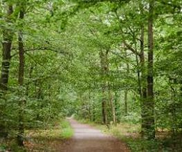 FriedWald Kirchheimbolanden Bild 3