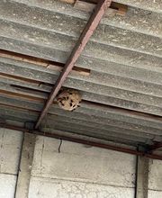 Chass'eure de Frelons anti nuisibles image 6