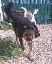 Brentwood Animal Campus image 19