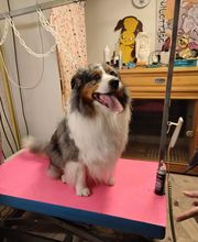 Au Toilettage de Saint Satur image 4