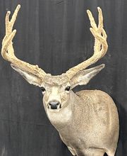 Arrowed 1 Taxidermy image 11