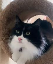 The Country Inn For Cats image 20