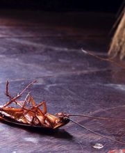 Abando Desinfecciones imagen 10