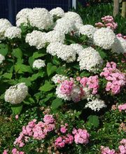 Beemelmans Garten- und Landschaftsbau Bild 2