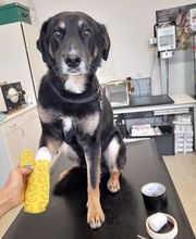 Hund mit Bandage