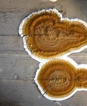 M R CAPITAINE image 7