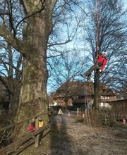 Baumpflege Hofstetter GmbH Bild 4