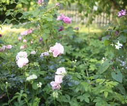 Elztal Gartenbau Bild 54