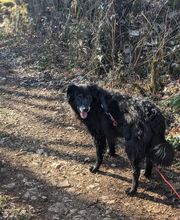 Patte et Museau image 16