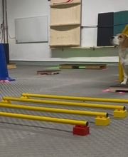Kommunikationstraining - DOX.fitness - Hundeschule | Schliersee