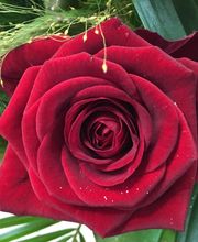 M'Amie Fleur image 8