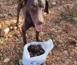 trufas la travina imagen 5