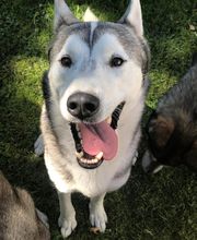 Huskynature Bild 3