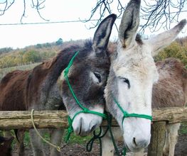 Equiloisirs image 5