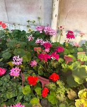 Ralf Paul Pelargonien (Para's) Bild 6