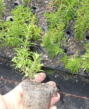 Staudengärtnerei David Müller Bild 13