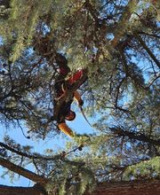 Arbroservice image 2