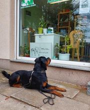 Hundeschule Komm Bild 2