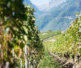 Les Celliers du Chablais SA Bild 2