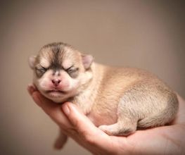 Chihuahuas vom Sonnenwald Bild 1