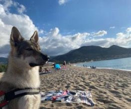 Astuce De Chien image 8