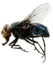 Control de Plagas Cejudo imagen 5