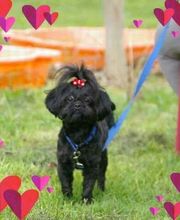 A L'eau Toutou image 8