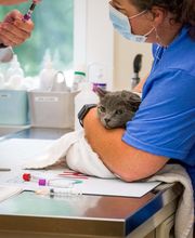 TotalBond Veterinary Hospital at Davidson image 17