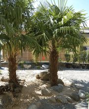 Thomas Gisi Gartenbau GmbH Bild 10