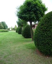 Baumschnitt und Formschnitt