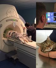 Centro Veterinario de Diagnóstico por Imagen del Levante imagen 1