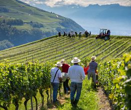 PROVY Promotion des vins Bild 4