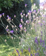Gartenpflege Burgwedel von GreenFairway e.K.