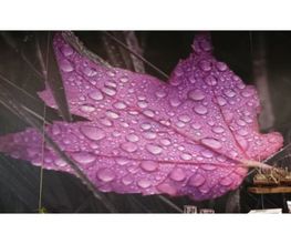 Eth_Jardineria-hoja-morada-01-g.jpg