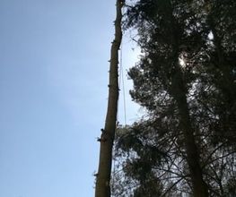 TC-Gartenbau Bild 15