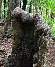 Vista Valley Tree Service Inc image 16