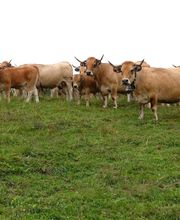 Boucherie Serin Frères image 1