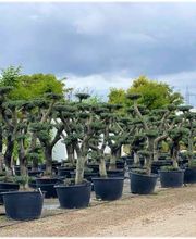 Planthispania imagen 10