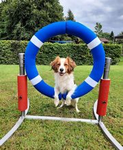 Moor Dogs Hundeschule Bild 1