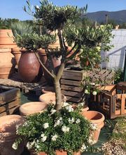 Pépinière Jolijardin image 1