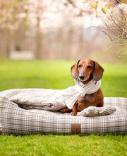 Visco4Dogs GbR Bild 3